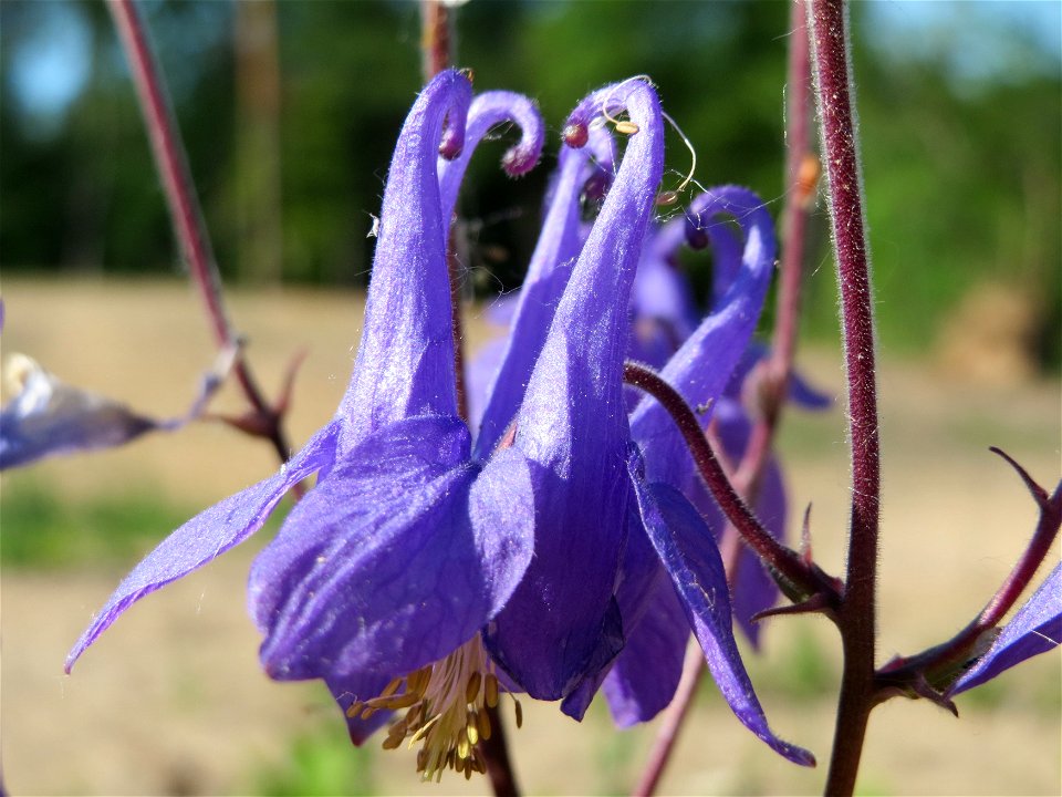 Gewöhnliche Akelei (Aquilegia vulgaris) auf dem Saupferchbuckel im Schwetzinger Hardt
