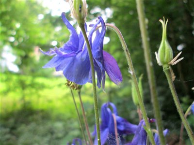 Gewöhnliche Akelei (Aquilegia vulgaris) in waldartiger Umgebung in Sankt Arnual