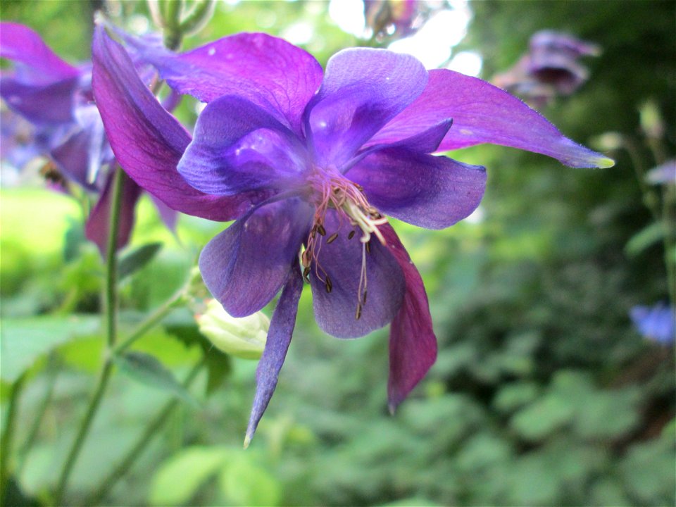 Gewöhnliche Akelei (Aquilegia vulgaris) in waldartiger Umgebung in Sankt Arnual