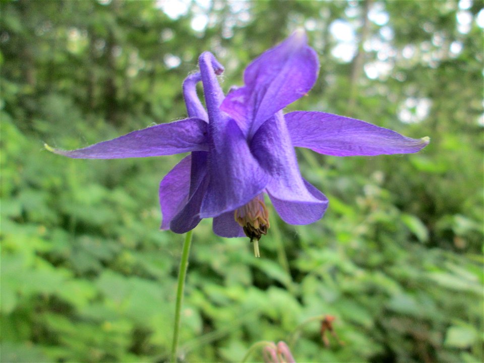 Gewöhnliche Akelei (Aquilegia vulgaris) im Naturschutzgebiet „St. Arnualer Wiesen“