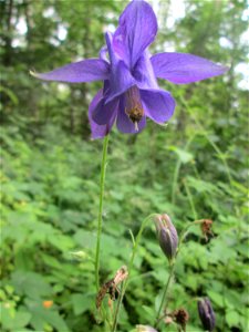 Gewöhnliche Akelei (Aquilegia vulgaris) im Naturschutzgebiet „St. Arnualer Wiesen“ photo