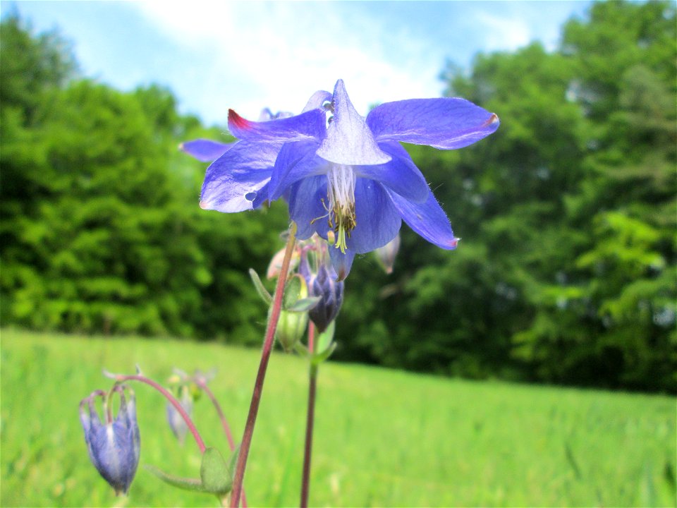 Gewöhnliche Akelei (Aquilegia vulgaris) im Naturschutzgebiet „Wusterhang“ oberhalb von Fechingen