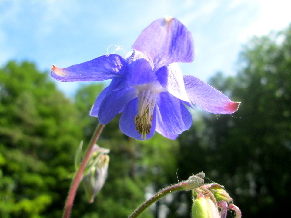 Gewöhnliche Akelei (Aquilegia vulgaris) im Naturschutzgebiet „Wusterhang“ oberhalb von Fechingen