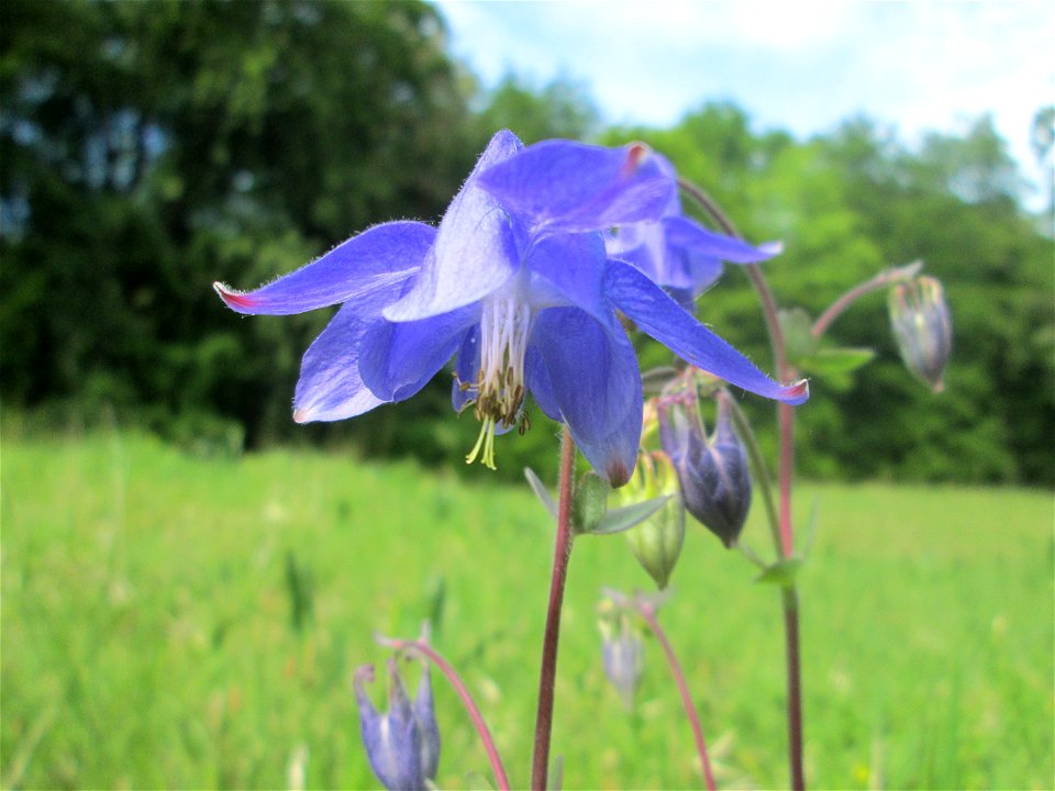 Gewöhnliche Akelei (Aquilegia vulgaris) im Naturschutzgebiet „Wusterhang“ oberhalb von Fechingen