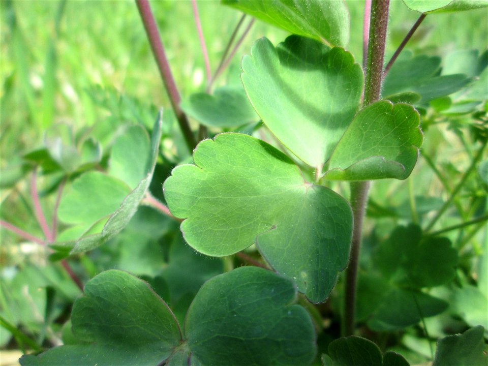 Gewöhnliche Akelei (Aquilegia vulgaris) im Naturschutzgebiet „Wusterhang“ oberhalb von Fechingen