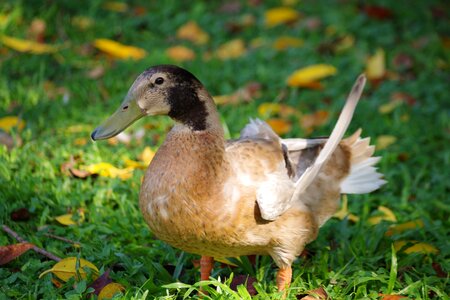 Plumage mallard water bird