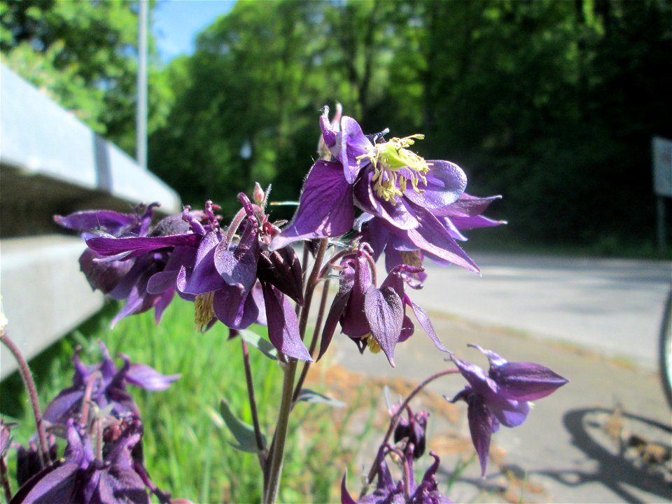 Gewöhnliche Akelei (Aquilegia vulgaris) im Landschaftsschutzgebiet „Wisch- und Wogbachtal“ bei Fechingen