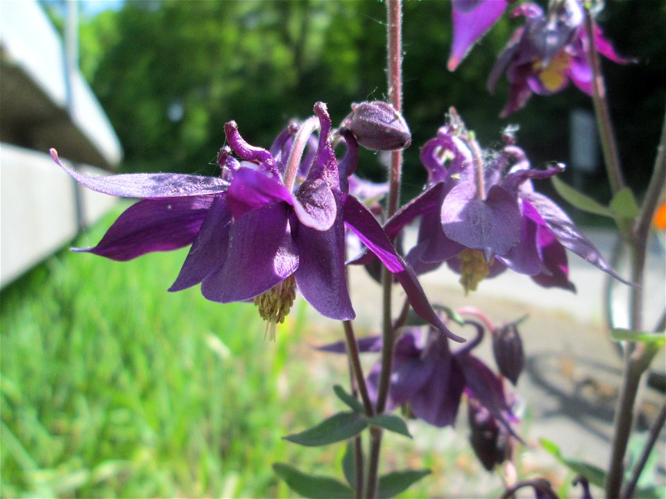 Gewöhnliche Akelei (Aquilegia vulgaris) im Landschaftsschutzgebiet „Wisch- und Wogbachtal“ bei Fechingen