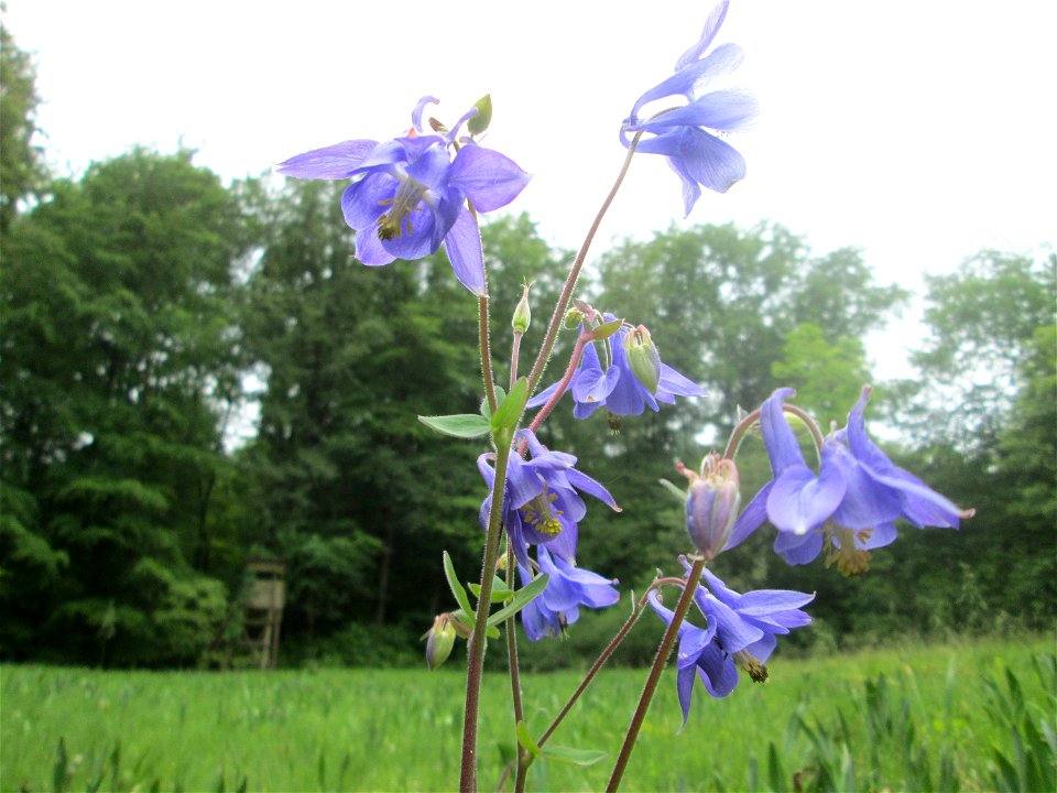 Gewöhnliche Akelei (Aquilegia vulgaris) im Naturschutzgebiet „Wusterhang“ oberhalb von Fechingen