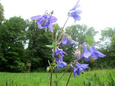 Gewöhnliche Akelei (Aquilegia vulgaris) im Naturschutzgebiet „Wusterhang“ oberhalb von Fechingen
