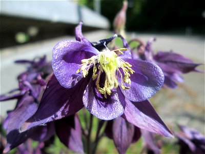 Gewöhnliche Akelei (Aquilegia vulgaris) im Landschaftsschutzgebiet „Wisch- und Wogbachtal“ bei Fechingen photo