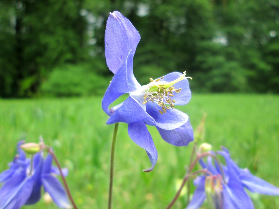 Gewöhnliche Akelei (Aquilegia vulgaris) im Naturschutzgebiet „Wusterhang“ oberhalb von Fechingen