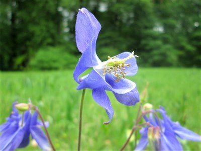 Gewöhnliche Akelei (Aquilegia vulgaris) im Naturschutzgebiet „Wusterhang“ oberhalb von Fechingen