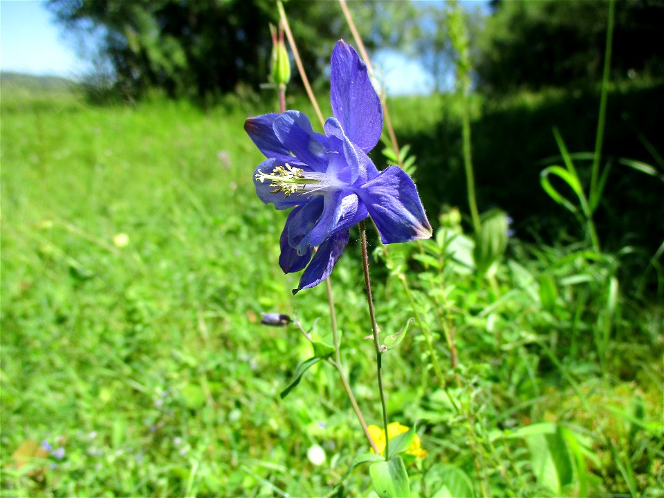 Gewöhnliche Akelei (Aquilegia vulgaris) im Naturschutzgebiet „Birzberg, Honigsack/Kappelberghang“