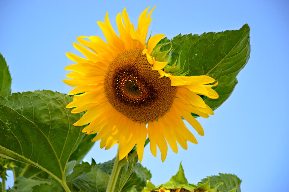 Bloom bloom yellow