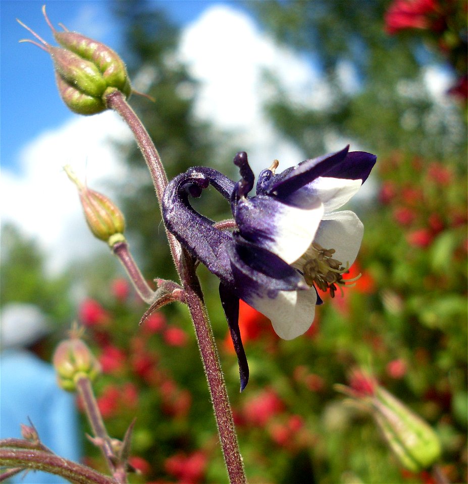 Aquilegia vulgaris - picture taken i southern Sweden