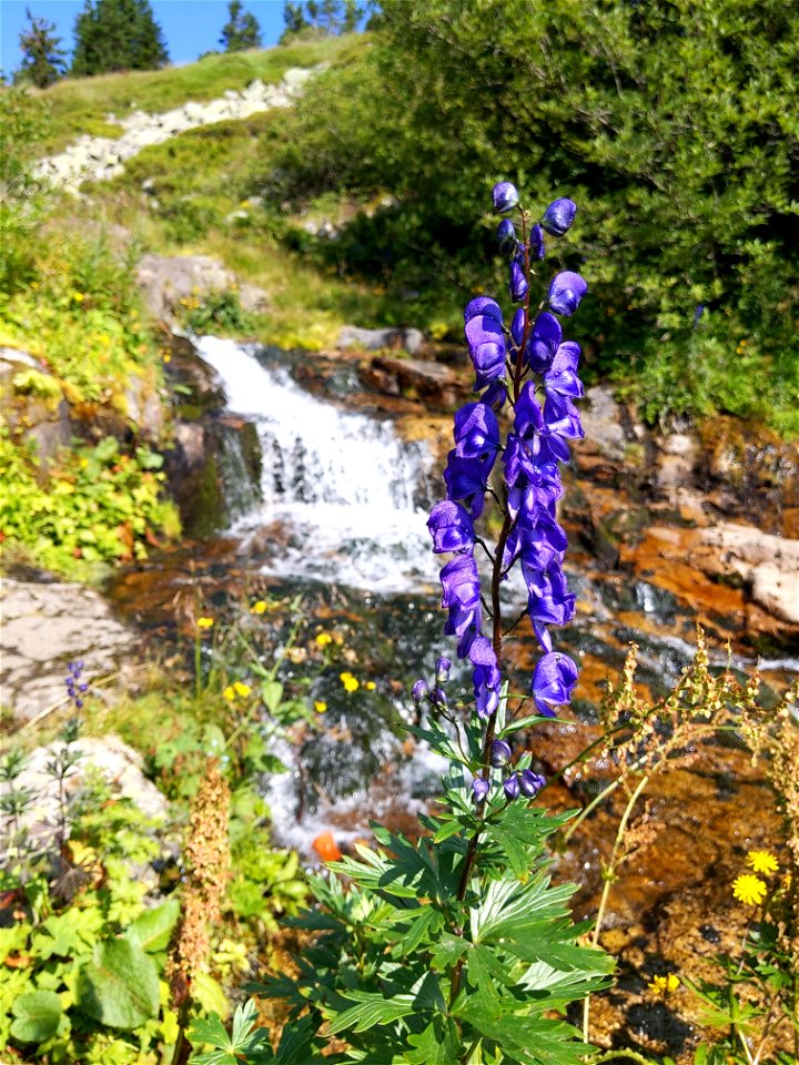 Aconitum plicatum from Krkonoše National Park (near Labská bouda), Czechia