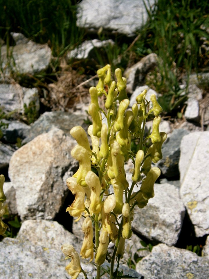 Aconitum lycoctonum subsp. neapolitanum inflorescence