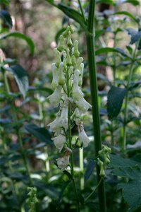 Aconitum lycoctonum subsp. vulparia (flower)