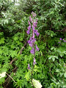 Aconitum lycoctonum