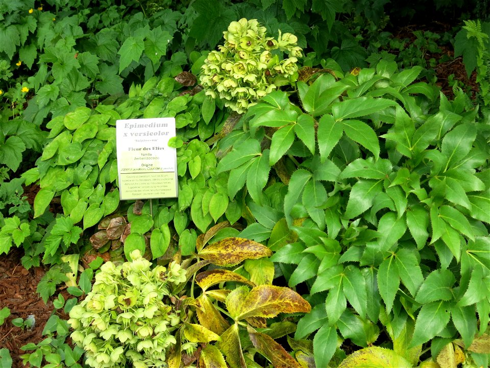 Epimedium versicolor 'sulphureum' in the plants garden in Avranches (Manche, France). Identify by botanic label.