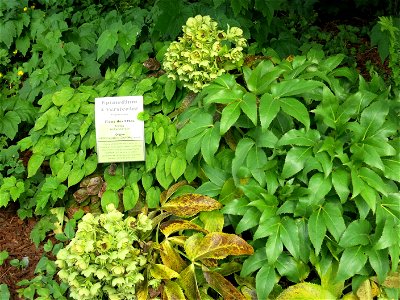 Epimedium versicolor 'sulphureum' in the plants garden in Avranches (Manche, France). Identify by botanic label.