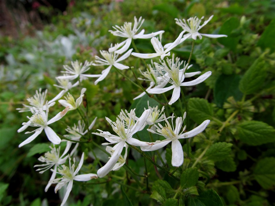 Wild Autumn Clematis (Clematis terniflora) blooming in Pittsburgh