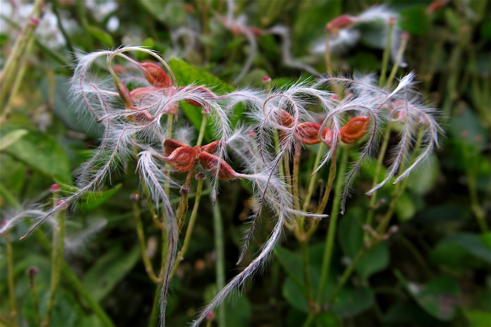 Seeds of Autumn Clematis (Clematis terniflora)