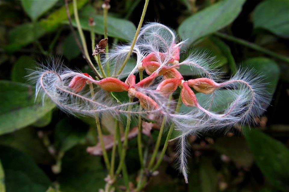 Seeds of Autumn Clematis (Clematis terniflora)