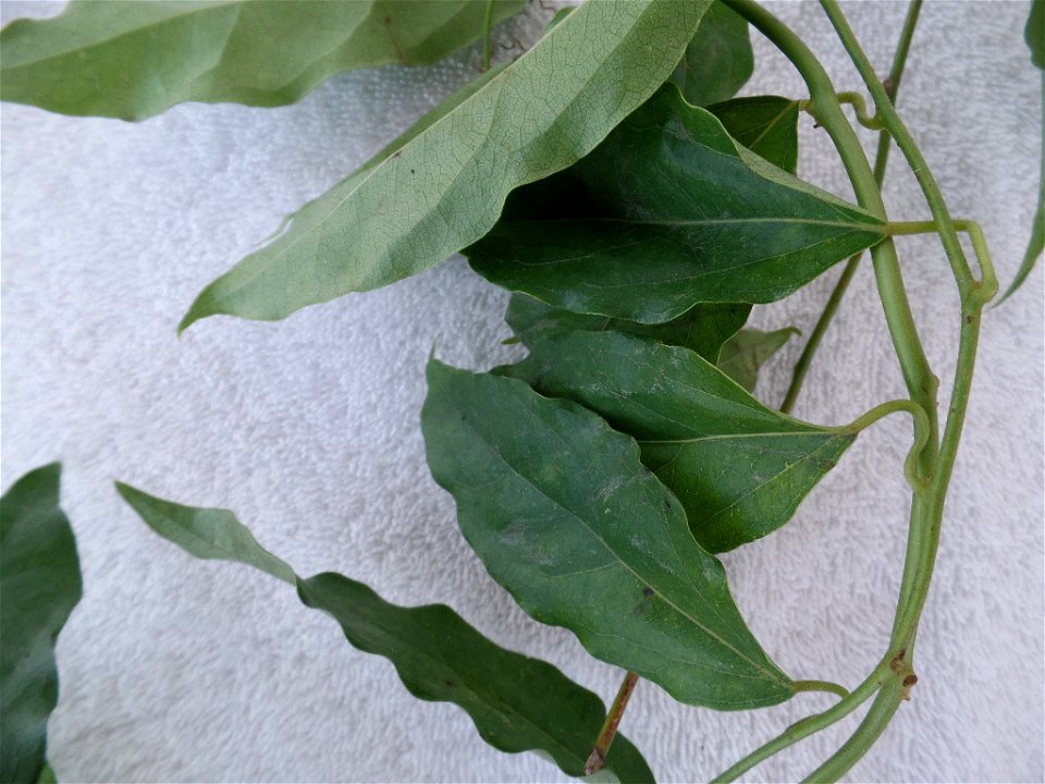 Bai ya nang (Thai: ใบย่านาง) - Tiliacora triandra, Thai culinary plant.