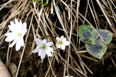 Anemone hepatica  in Mount Ryozen of Suzuka Mountains