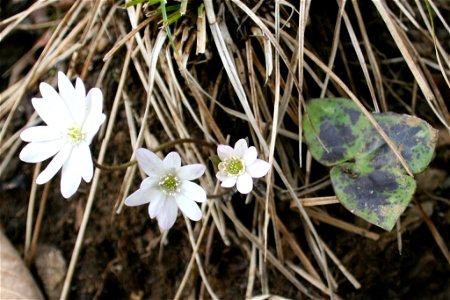 Anemone hepatica in Mount Ryozen of Suzuka Mountains photo