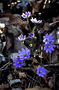 Asian liverleaf (Anemone hepatica var. japonica) photo