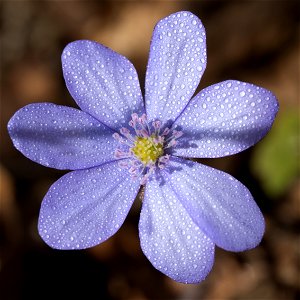 unknown blue Flower, found here:
50°51'47" N 10°50'41" E