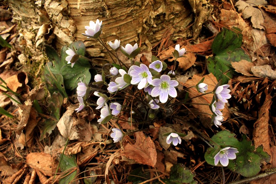  ; Flowers, trees, and other plant stuff
A purple flower from central Europe, now in southern Wisconsin