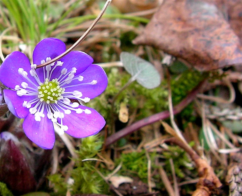 Hepatica nobilis in natural habitat, Zauberwald, Hintersee, Alps, Bavaria, Germany