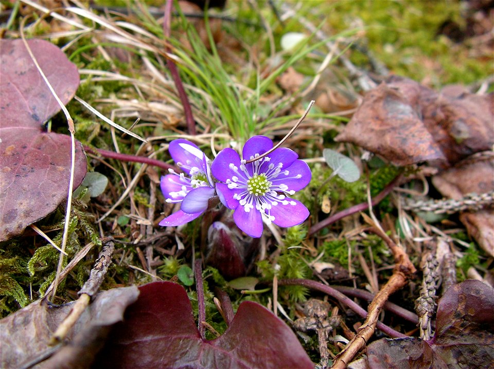 Hepatica nobilis in natural habitat, Zauberwald, Hintersee, Alps, Bavaria, Germany