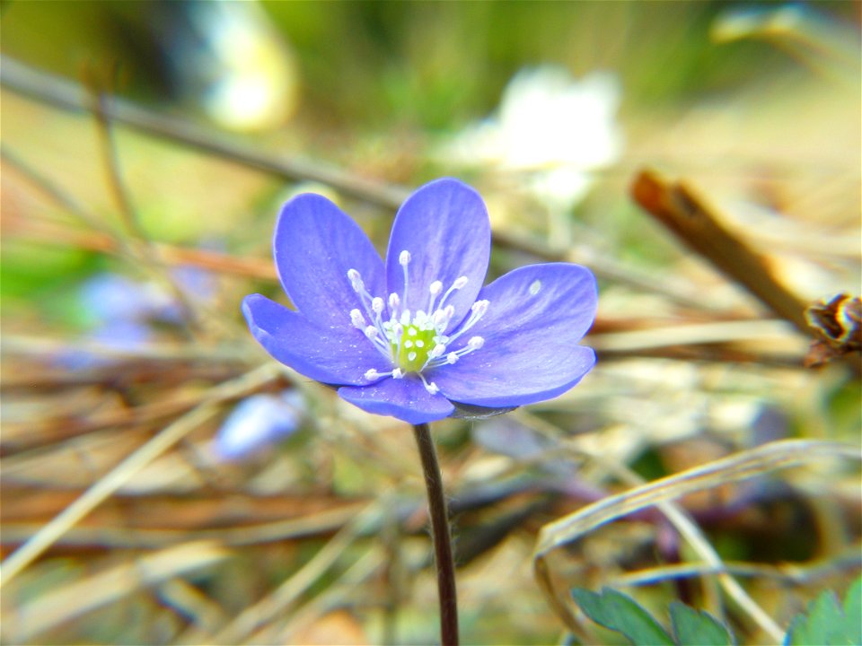 Hepatica nobilis, photo taken in Sweden