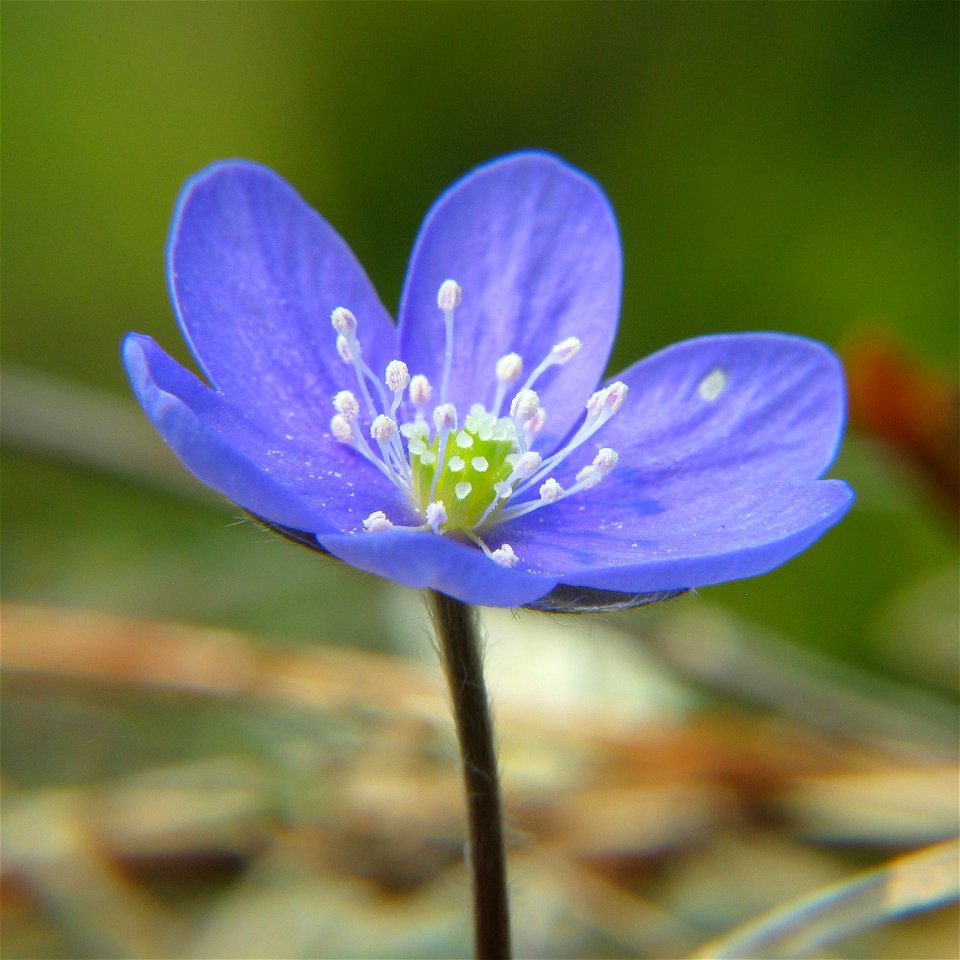 Hepatica nobilis, photo taken in Sweden