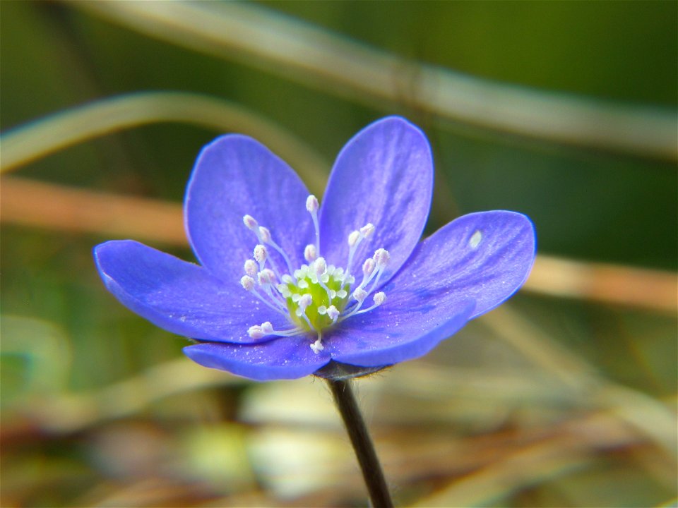 Hepatica nobilis, photo taken in Sweden