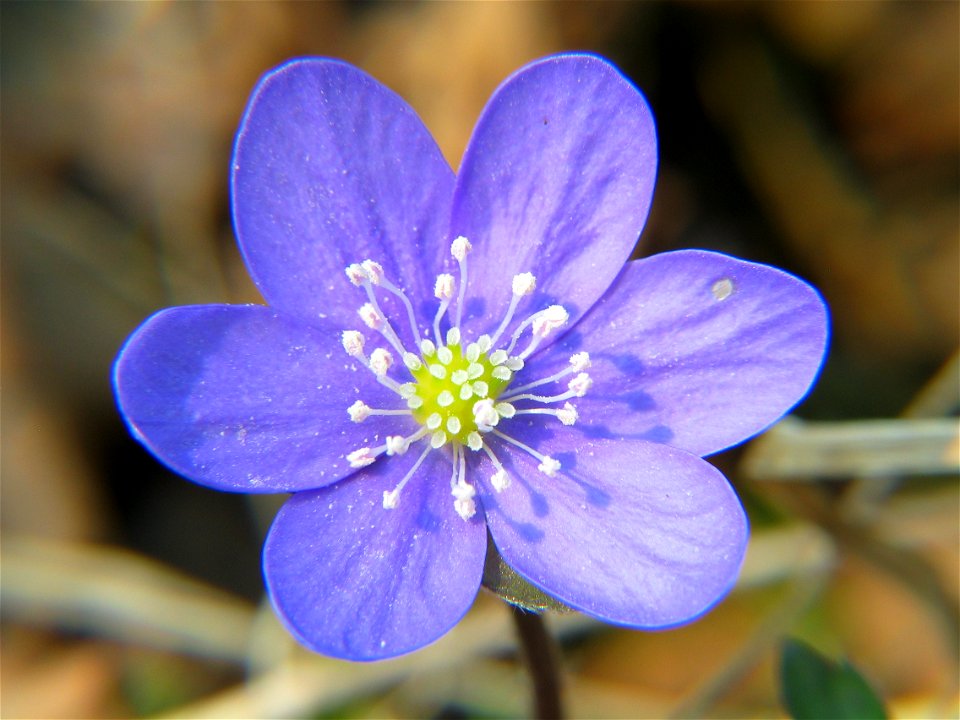 Hepatica nobilis, photo taken in Sweden