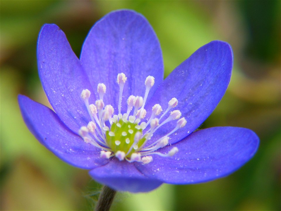 Hepatica nobilis, photo taken in Sweden