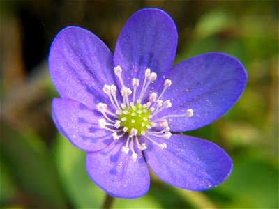 Hepatica nobilis, photo taken in Sweden