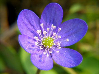 Hepatica nobilis, photo taken in Sweden photo