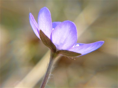 Hepatica nobilis, photo taken in Sweden