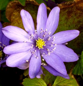 Hepatica transsilvanica flower