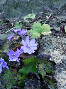 Hepatica transsilvanica in MTA Botanic Garden Vácrátót, Hungary photo