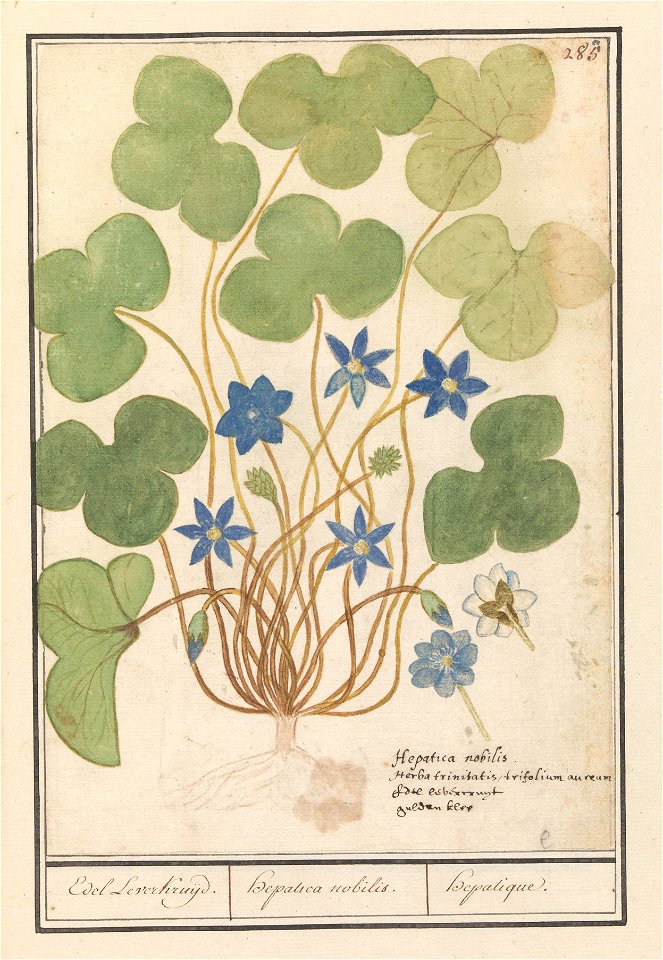 IdentificatieTitel(s): Leverbloempje (Anemone hepatica, oude naam: Hepatica nobilis)Edel Leverkruijd. / Hepatica nobilis. / hepatique.Objecttype: tekening Objectnummer: RP-T-BR-2017-1-10-89Omschrijvin
