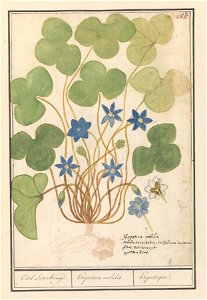 IdentificatieTitel(s): Leverbloempje (Anemone hepatica, oude naam: Hepatica nobilis)Edel Leverkruijd. / Hepatica nobilis. / hepatique.Objecttype: tekening Objectnummer: RP-T-BR-2017-1-10-89Omschrijvin