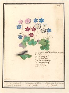 IdentificatieTitel(s): Leverbloempje (Anemone hepatica, oude naam: Hepatica nobilis)Edel Leverkruijd van veele soorten. / Hepatica nobilis var. gener. / hepatique de plusiers Espèces (titel op object)